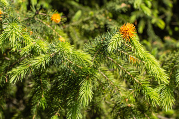 green fir tree or pine branches