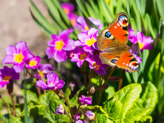 Butterfly sitting on a flower