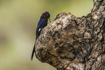 Common Scimitar-bill in Kruger National park, South Africa
