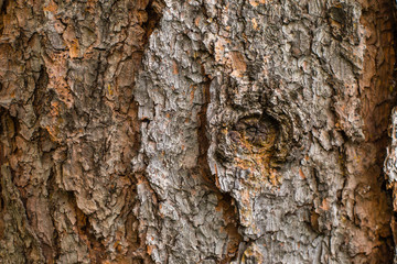 Tree bark texture / background  