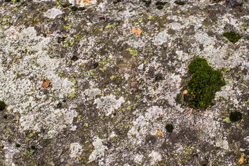 Stone texture / background with moss  
