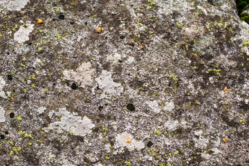 Stone texture / background with moss  