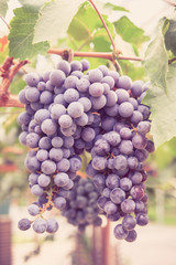 grapes hang from a vine with filter effect retro vintage style