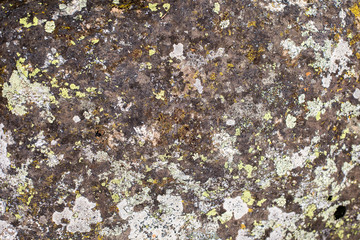 Stone texture / background with moss  