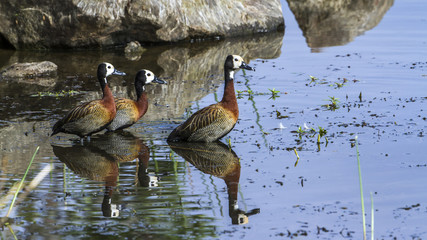 Egyptian Goose in Kruger National park, South Africa