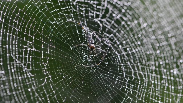 Mai Thong spider on web in tropical rain forest.