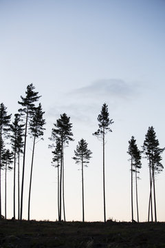 Silhouetted tall trees at dusk against sky