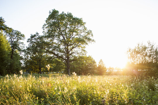 Plants and trees growing in field during summer