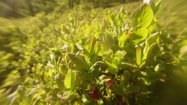 Small Insect Crawling Over Leaves of Young Plants