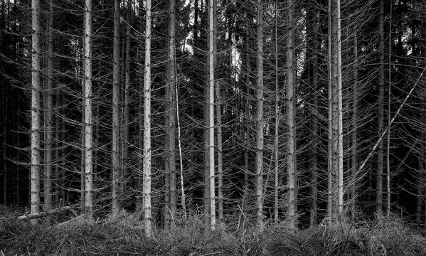 Fototapeta Dehydrated pine forest on the mountain 04mono