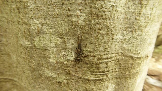 Small Insect Stood Still on Tree Bark in the Forest
