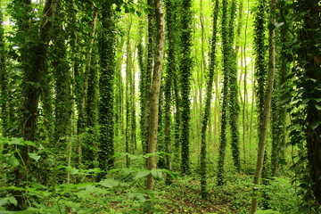 Obraz premium Bosco nei pressi di Blera, Italia