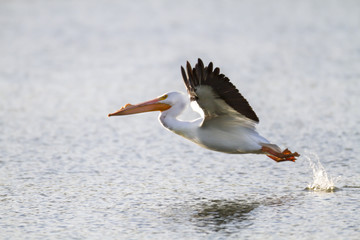 White Pelican bounds into flight