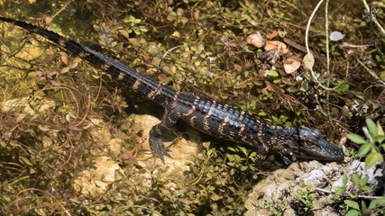 Alligator Juvenile, Resting, Big Cypress National Preserve, Flor