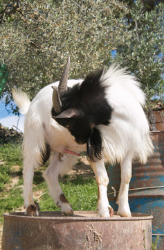 Portrait of goat urinate in the garden