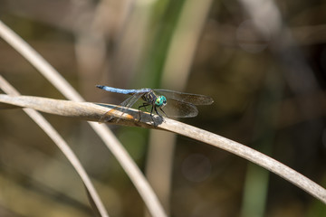 Dragonfly, Big Cypress National Preserve, Florida