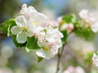 Naklejka na ściany i meble beautiful flowering apple trees.