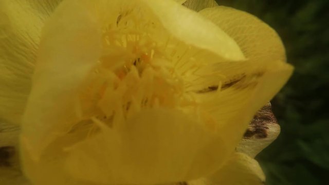 Small Midge Crawling Over Stamens of a Yellow Flower