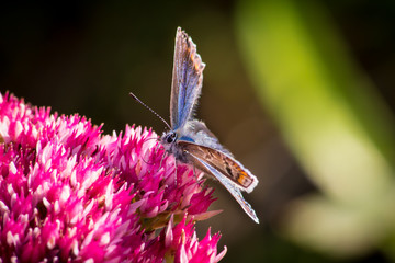 Schmetterling © netpixelat