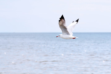 Fototapeta na wymiar Seagull Sea and Sky