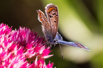 Schmetterling © netpixelat