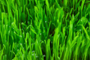 morning dew on grass