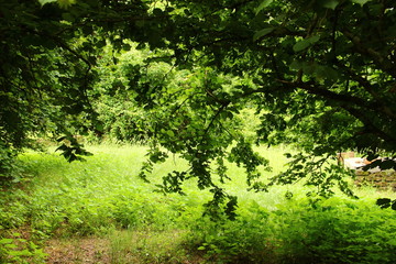 Obraz premium Alberi lungo la Via Clodia a Blera