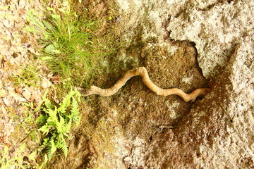 Blera, radice nel tufo lungo la Via Clodia
