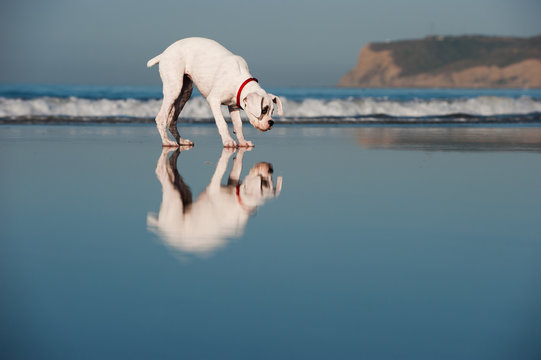 Boxer standing on beach wet sand with reflections