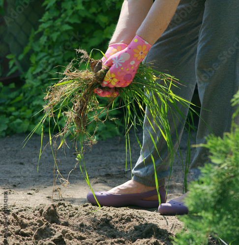 Weed Control In The Garden Couch Grass Stock Photo And Royalty