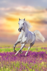 Naklejki  Biały koń biegnie galopem w kwiatach na tle zachodzącego nieba