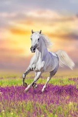 Fotobehang Wit paard galoppeert in bloemen tegen avondrood © callipso88