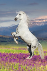 Fototapeta na wymiar White horse rearing up in flowers