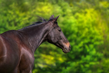 Dark horse portrait in motion against green trees
