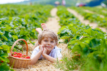 Little kid boy picking strawberries on farm, outdoors.