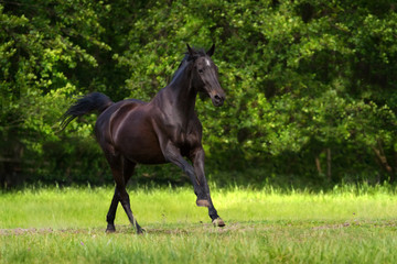 Black horse run gallop against trees in green field