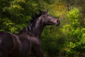 Fototapeta na wymiar Dark horse portrait in motion against green trees