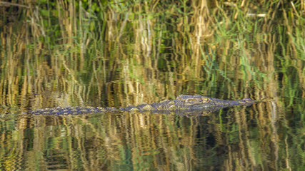 Nile crocodile in Kruger National park, South Africa
