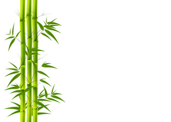 Green Bamboo and white background