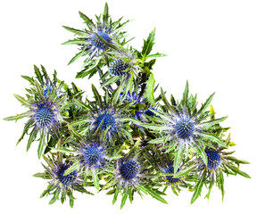 top view of fresh blue Thistle blossoms (eryngium)