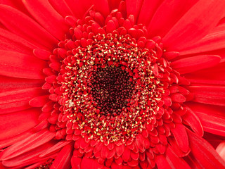 black center of red gerbera flower close up