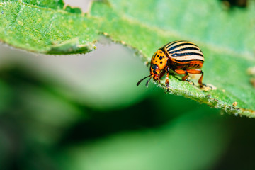 Colorado Striped Beetles - Leptinotarsa Decemlineata.