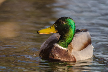 ente schwimmt im bach