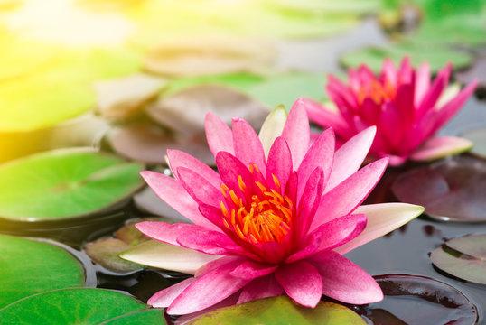Fototapeta Beautiful pink lotus blooming in pond with sunlight.