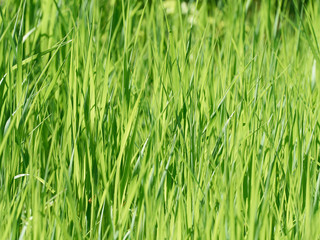 Fototapeta na wymiar Natural background of green grass on summer day.