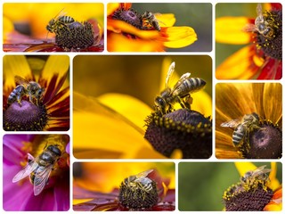 Collage of Western Honey Bee images - travel background (my phot