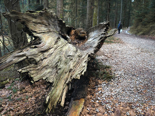Windbruch im Wald