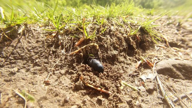 Large Beetle Burrows Into Ground Under Grass in the Field