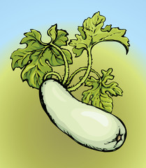 Zucchini. Vector drawing