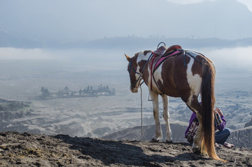 horse  near Volcano Bromo Indonesia